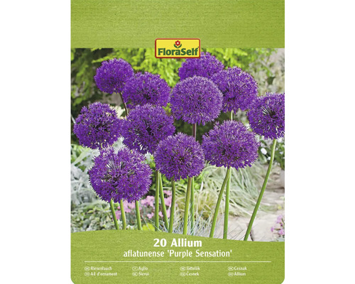 FLORASELF Bloembollen Sierui Allium Purple Sensation 20 st Verpakking met 20 Allium aflatunense Purple Sensation bloembollen