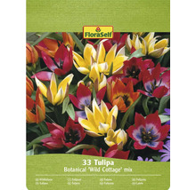 FloraSelf Wild Cottage Tulpenmix, 33 stuks
