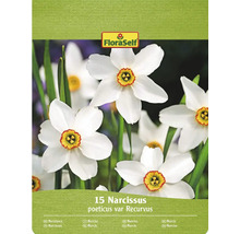 FloraSelf verpakking met 15 Narcissus poeticus var Recurvus