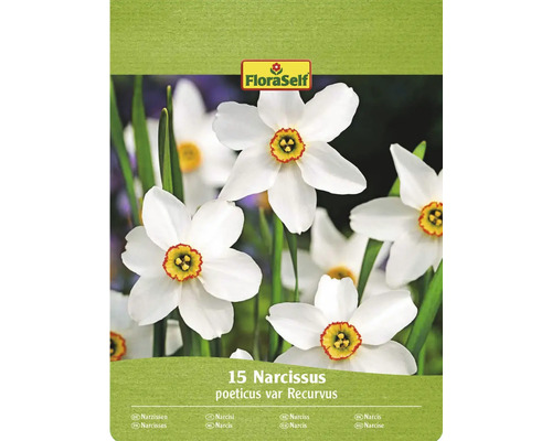 FLORASELF Bloembollen Narcis Narcissus Recurvus 15 st FloraSelf verpakking met 15 Narcissus poeticus var Recurvus