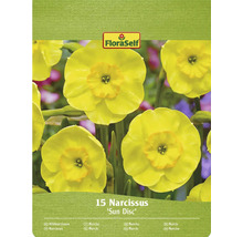 Verpakking met 15 narcissen van de soort Sun Disc