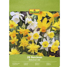 FloraSelf Narcissen bloembollen, botanische mix, verpakking van 20 stuks