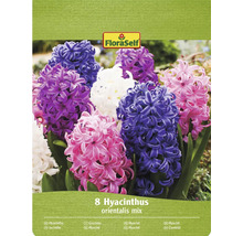 FloraSelf verpakking met 8 hyacinten orientalis mix