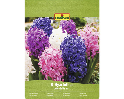 FLORASELF Bloembollen Hyacint Hyacinthus Mix 8 st FloraSelf verpakking met 8 hyacinten orientalis mix