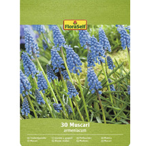 FloraSelf 30 blauwe druifjes bloembollen verpakking