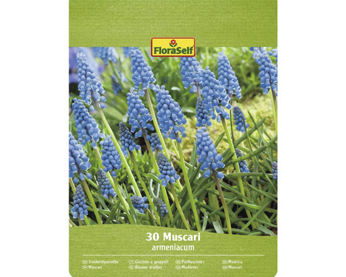 FLORASELF Bloembollen Muscari Blauwe druifjes 10 st FloraSelf 30 blauwe druifjes bloembollen verpakking
