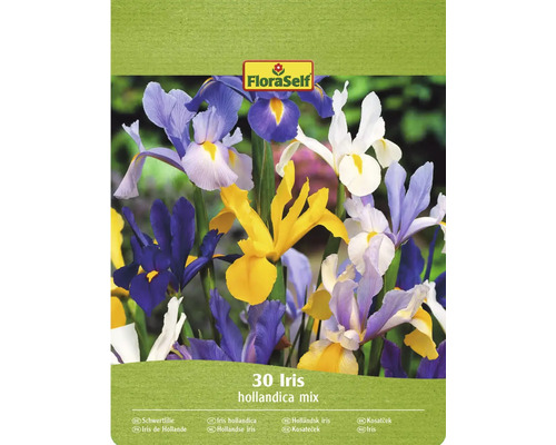 FloraSelf Hollandse irissenmix, verpakking van 30 stuks
