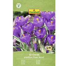 Verpakking krokussen van de soort 'Flower Record' met twaalf stuks en het FloraSelf logo.