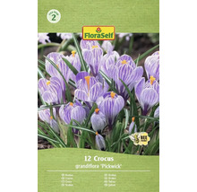 Verpakking met 12 krokussen van de soort Grandiflora 'Pickwick' met FloraSelf-logo en 'Bijvriendelijk'-symbool