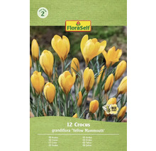 FloraSelf Krokus grandiflora Yellow Mammouth verpakking met 12 stuks