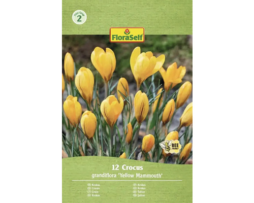 FLORASELF Bloembollen Krokus Crocus Yellow Mammouth 12 st FloraSelf Krokus grandiflora Yellow Mammouth verpakking met 12 stuks