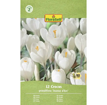 Verpakking met twaalf Krokus grandiflora Jeanne d'Arc bloembollen