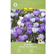 FloraSelf Krokus Grandiflora Blue Blended Mix, verpakking met 12 stuks