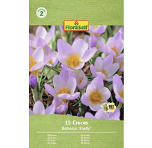 Verpakking met 15 Krokus Botanical 'Firefly' bloembollen