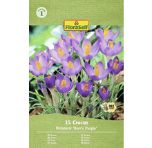 Verpakking met 15 Krokus Botanical Barrs Purple bloembollen van FloraSelf