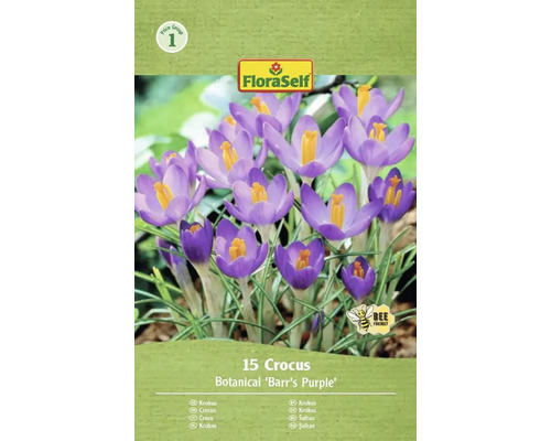 FLORASELF Bloembollen Krokus Crocus Barr's Purple 15 st Verpakking met 15 Krokus Botanical Barrs Purple bloembollen van FloraSelf