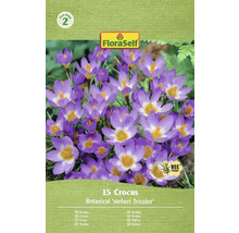 Verpakking met 15 krokussen van de soort Botanical sieberi Tricolor van FloraSelf