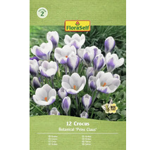 FloraSelf Krokus Prins Claus, verpakking van 12 stuks