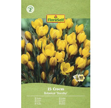 Verpakking krokussen van het type Botanical Dorothy