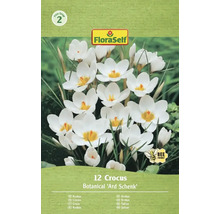 Verpakking met 12 krokussen van de soort Botanical 'Ard Schenk'