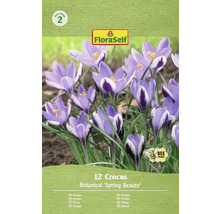Verpakking met 12 krokusbloembollen van het type Botanical 'Spring Beauty'