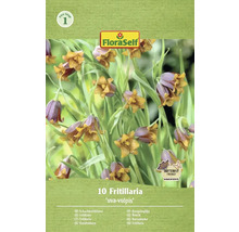 Verpakking met tien Fritillaria Uva-Vulpis Kievitsbloemen