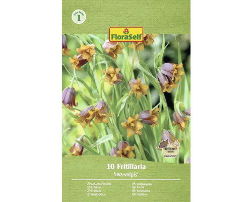 Verpakking met tien Fritillaria Uva-Vulpis Kievitsbloemen