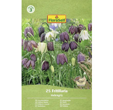 FloraSelf Kievitsbloem bloembollenpakket met 25 stuks