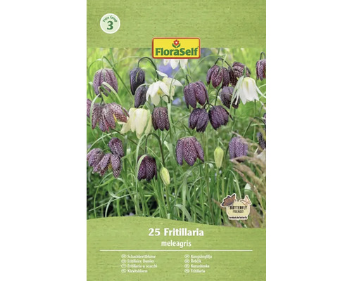 FLORASELF Bloembollen Kievitsbloem Fritillaria Meleagris 25 st FloraSelf Kievitsbloem bloembollenpakket met 25 stuks