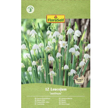 Verpakking zomerklokje Leucojum aestivum