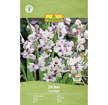 Verpakking met 20 Ixia Spotlight bloembollen van het merk FloraSelf