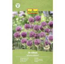 Verpakking kogelkoplook van FloraSelf met 20 stuks