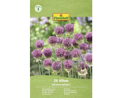 FLORASELF Bloembollen Trommelstok Allium Sphaerocephalon 20 st Verpakking kogelkoplook van FloraSelf met 20 stuks