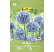 Verpakking sierui Allium caeruleum, geschikt voor vlinders, van FloraSelf