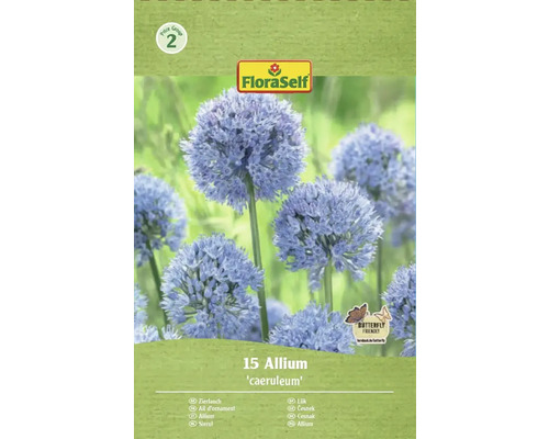 FLORASELF Bloembollen Sierui Allium Caeruleum 15 st Verpakking sierui Allium caeruleum, geschikt voor vlinders, van FloraSelf