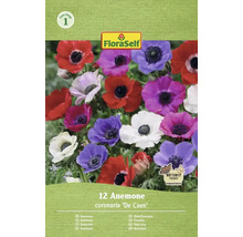 FloraSelf Anemone coronaria De Caen, 12 stuks, vlindervriendelijk