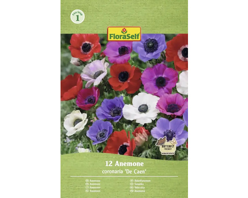 FLORASELF Bloembollen Anemoon Anemone De Caen 12 st FloraSelf Anemone coronaria De Caen, 12 stuks, vlindervriendelijk