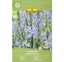 Verpakking van een enkele Camassia leichtlinii 'Caerulea' prairie lelie van het merk FloraSelf