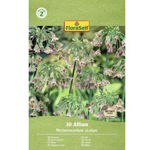 Verpakking met 10 stuks Allium Nectaroscordum siculum zaden