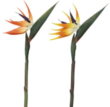 Afbeelding van twee paradijsvogelbloemen.