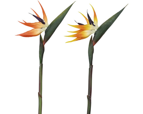 Afbeelding van twee paradijsvogelbloemen.