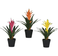 Drie bromelia's in potten