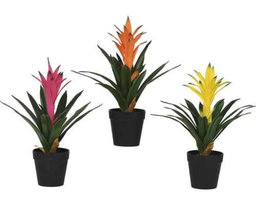 Drie bromelia's in potten