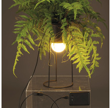 Decoratieve kamerplant met geïntegreerde verlichting