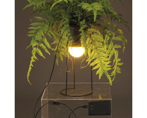 Decoratieve kamerplant met geïntegreerde verlichting