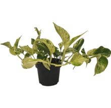 Epipremnum in een pot