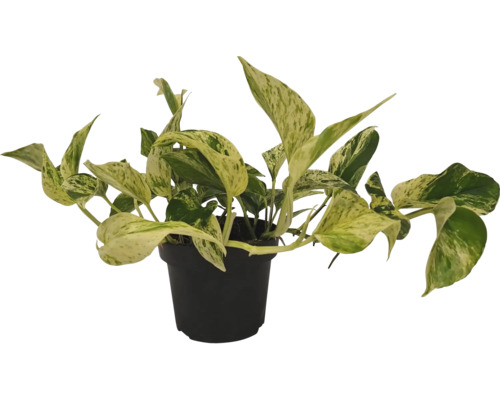 Epipremnum in een pot