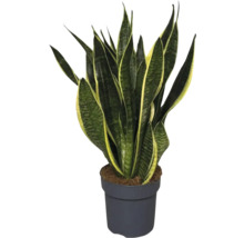 Sanseveria in pot