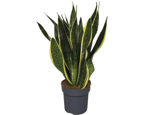 Sanseveria in pot