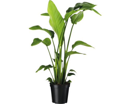 Strelitzia in zwarte plantenpot